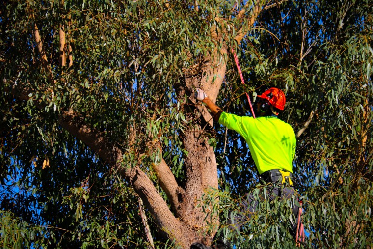 The Benefits that Tree Care Provides