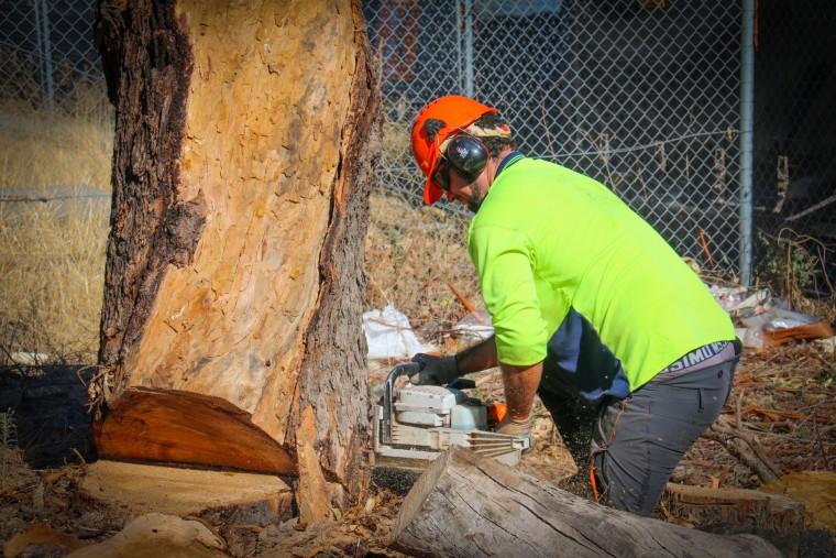 What is an Arborist Report & Why Might You Need One?