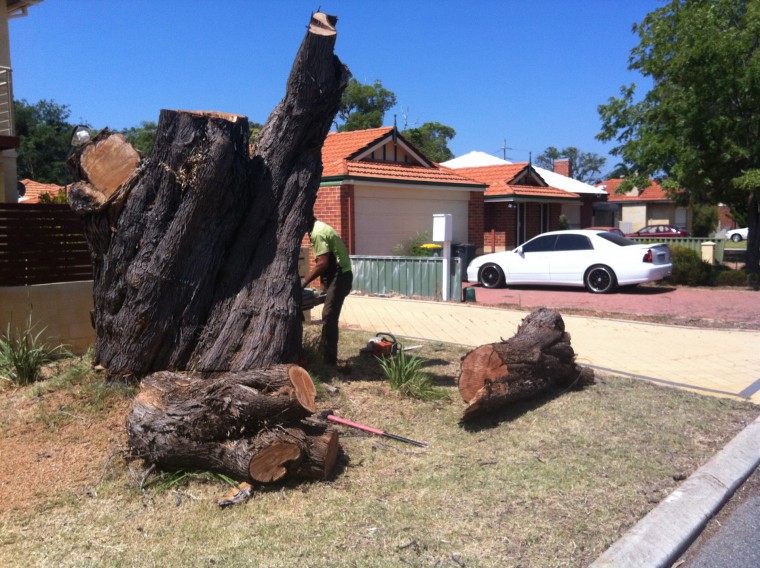 Why You Should Remove the Tree Stump in Your Garden