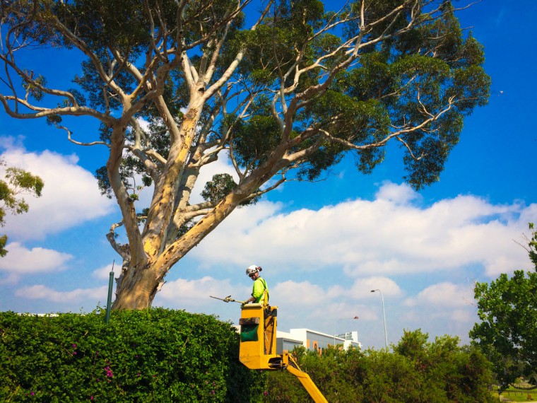 The Importance of a Good Arborist