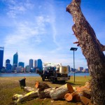 Tree Care — An Essential Service