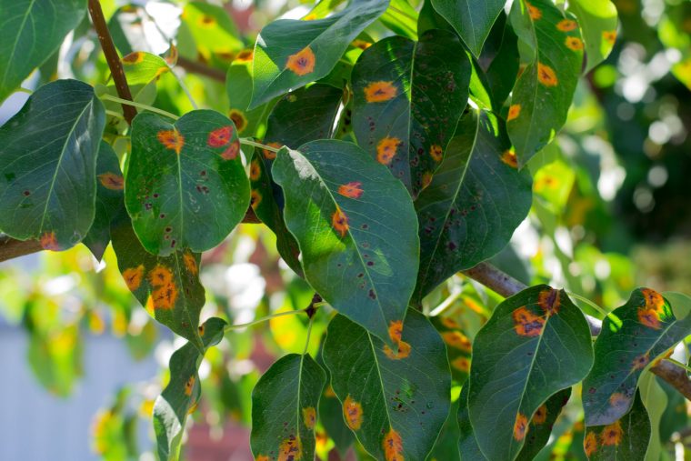 Common Tree Diseases and Pests to Watch Out For
